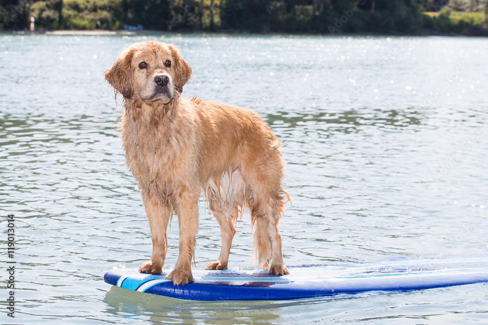 surfing dog surfing dog
