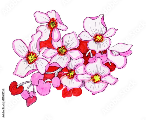 Colorful pink flowers  watercolor illustration.