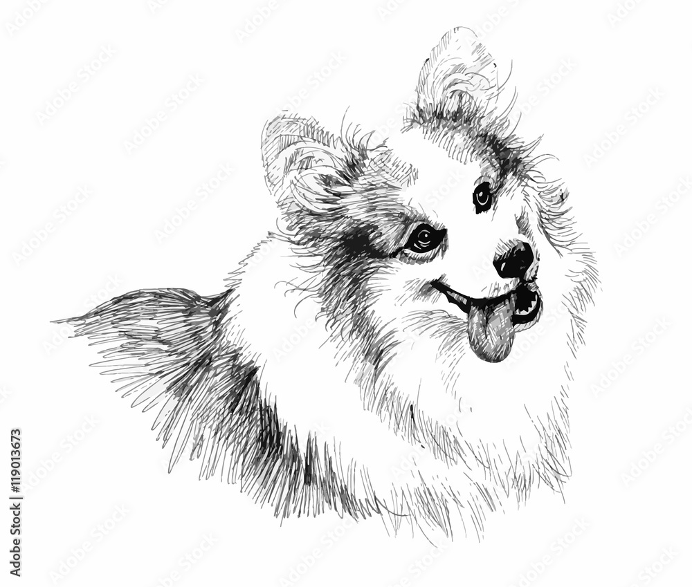 Fototapeta Szczeniak pies ręcznie rysowane szkic ilustracji.