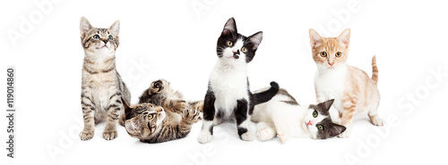 Fototapeta Naklejka Na Ścianę i Meble -  Banner of Cute Playful Kittens
