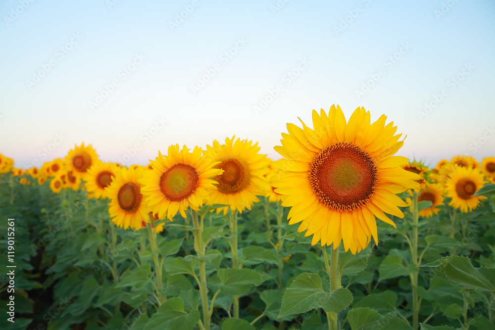 Sunflowers Sunflowers