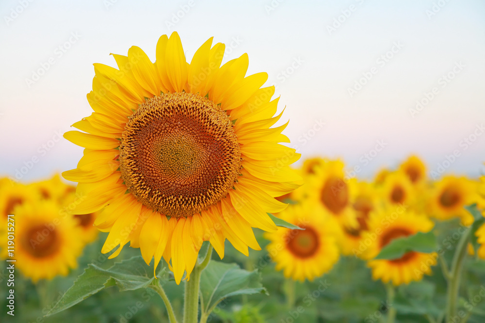 Sunflowers Sunflowers