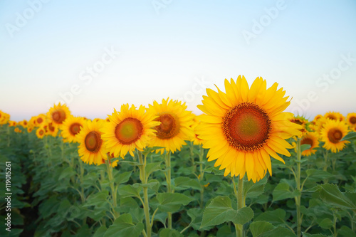 Sunflowers © Olexandr Kucherov