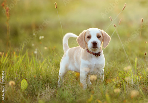 Cute beagle dog puppy