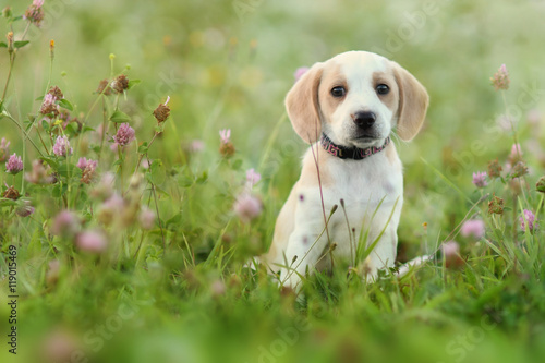Canvas Print Cute beagle dog puppy