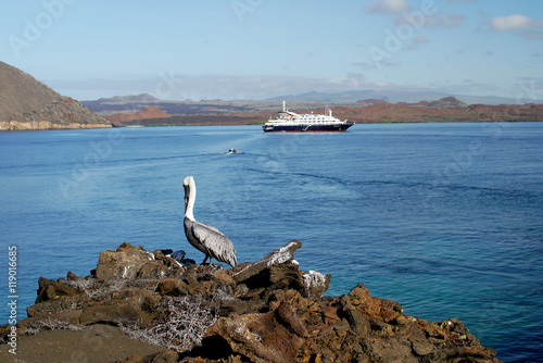 Sullivan Bay with cruise ship and pelican, Galapagos