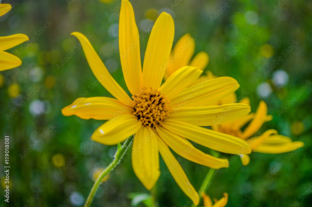 yellow daisy flower / Bright yellow rudbeckia or Black Eyed Susan flowers in the garden / Spring background with beautiful yellow flowers yellow daisy flower / Bright yellow rudbeckia or Black Eyed Susan flowers in the garden / Spring background with beautiful yellow flowers