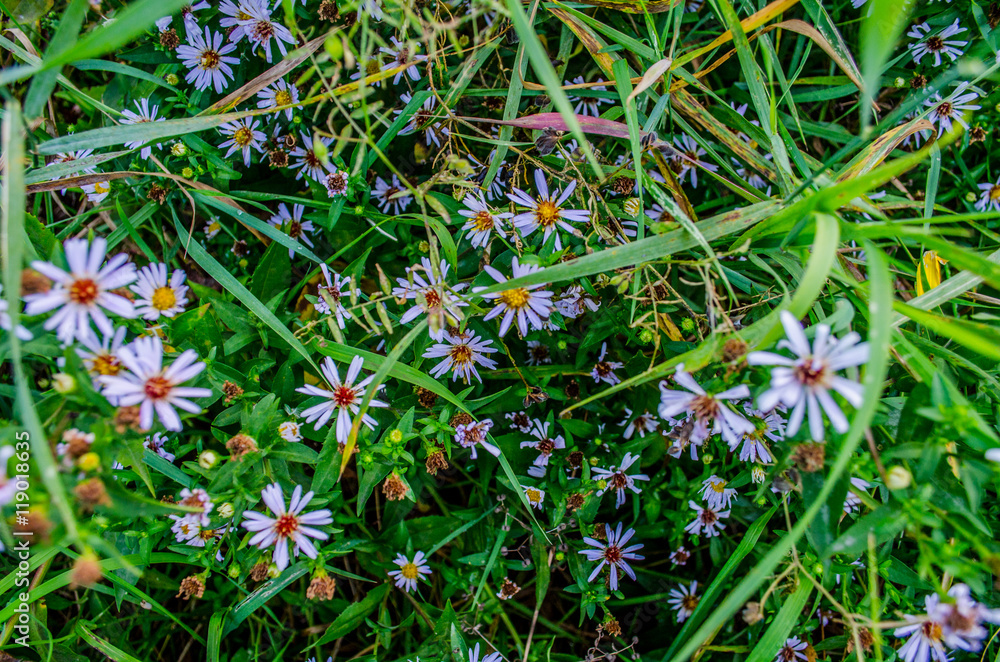Flowers of blue camomiles in the garden in sunny weather / field flower with grass / lavender field / Colorful meadow / Flowers of blue camomiles in the garden in sunny weather / field flower with grass / lavender field / Colorful meadow /