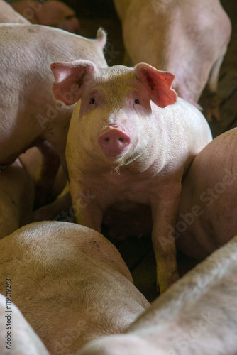 pig at factory © agnormark
