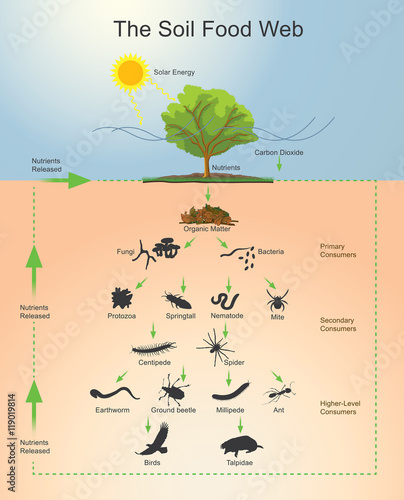 The Soil Food Web.