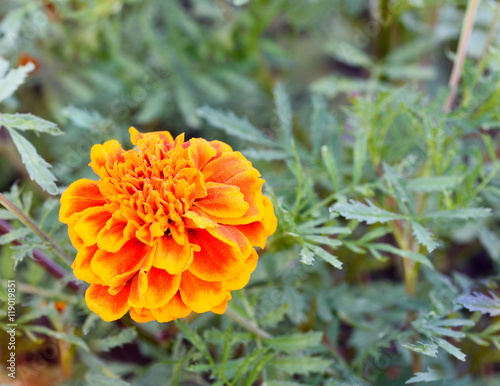 Orangerote Tagetes photo