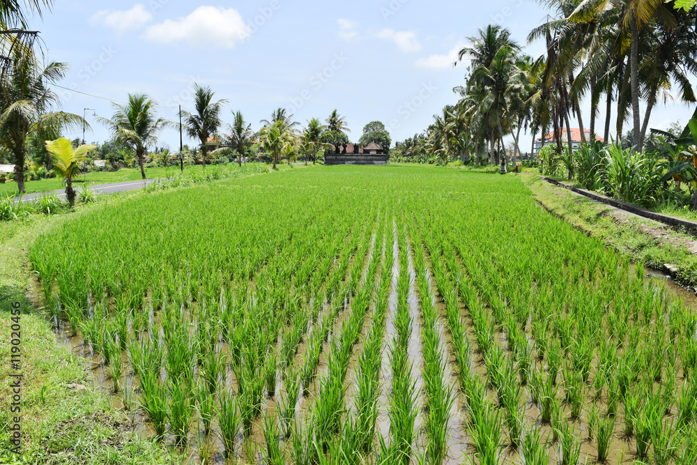 Fototapeta premium Peaceful rice fields in Bali, Indonesia