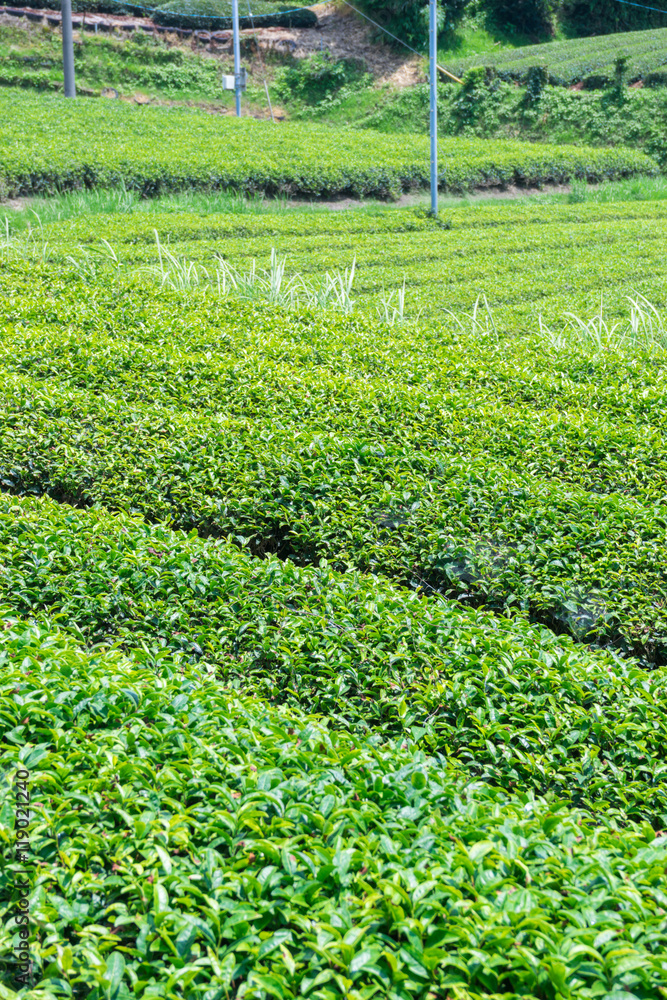 Tea plantation of Fuji-shi Tea plantation of Fuji-shi