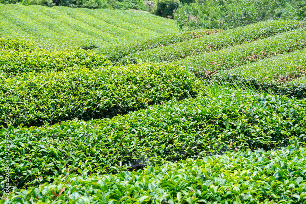 Tea plantation of Fuji-shi