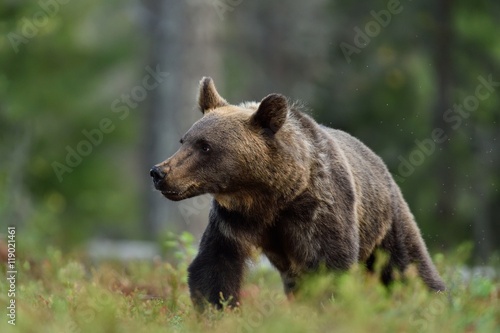 bear walking in forest. watch out bear.