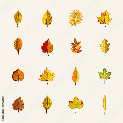 Autumn leaves collection vector illustration. Hand drawn autumn leaves in cartoon style. Design elements.
