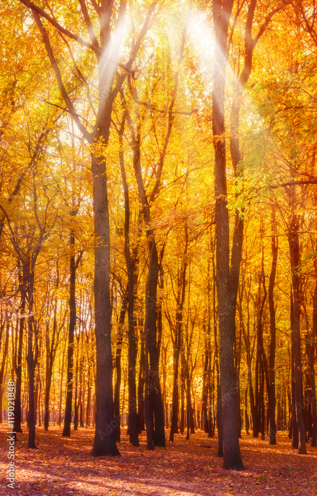 Fototapeta premium autumn leaves