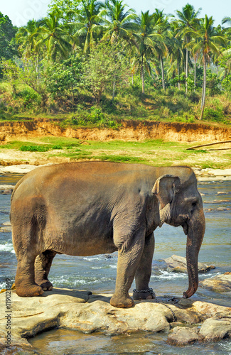 Elephants wild in the river