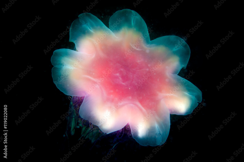 Fototapeta premium Cyanea jellyfish swims in the dark