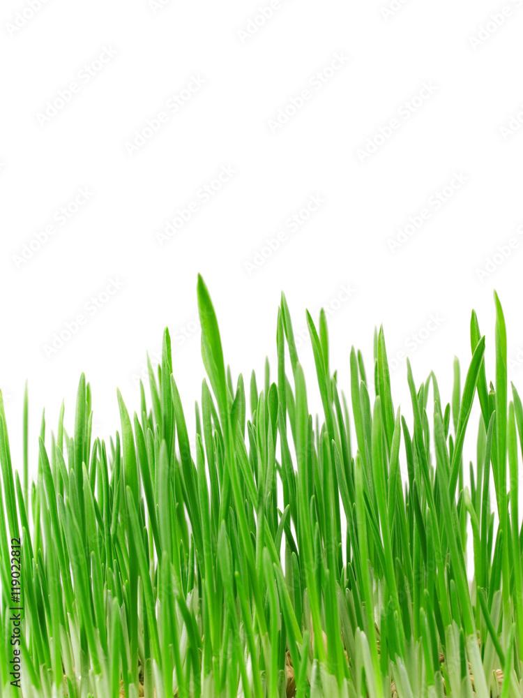 Green Grass Green Grass