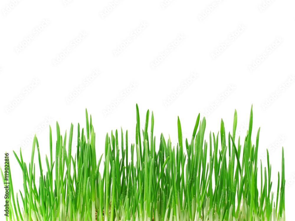 Green Grass Green Grass
