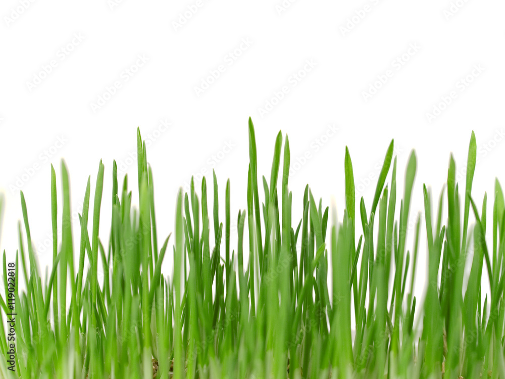 Green Grass Green Grass