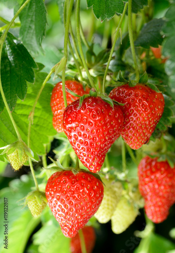 Strawberries-Growing-in-Sunlight