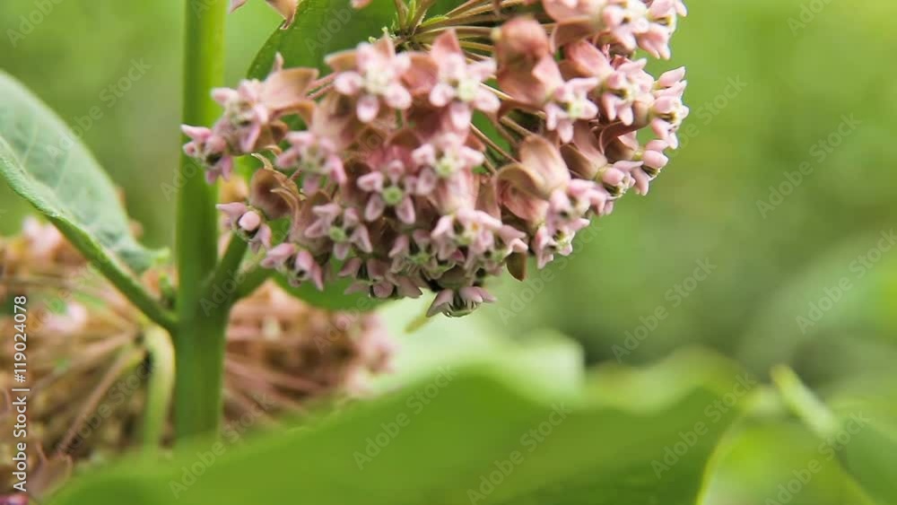 Close Up Of Bee On The pink Flower.Bee collects nectar from a flower in sunny summer day,macro.Honeybee on Flower. Close Up Of Bee On The pink Flower.Bee collects nectar from a flower in sunny summer day,macro.Honeybee on Flower.