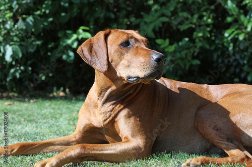 Rhodesian Ridgeback