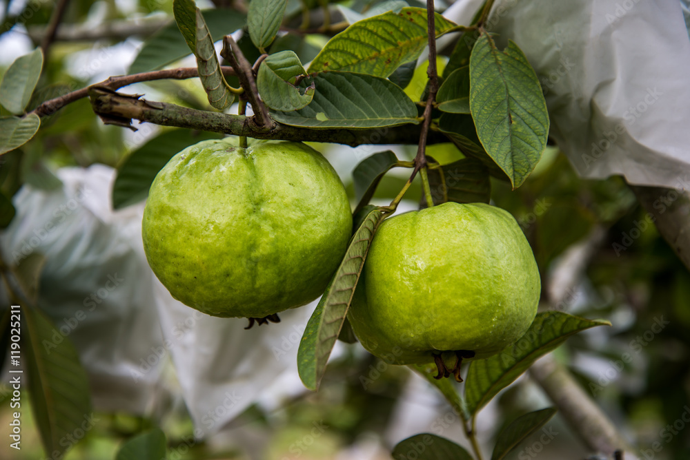 Guava on tree