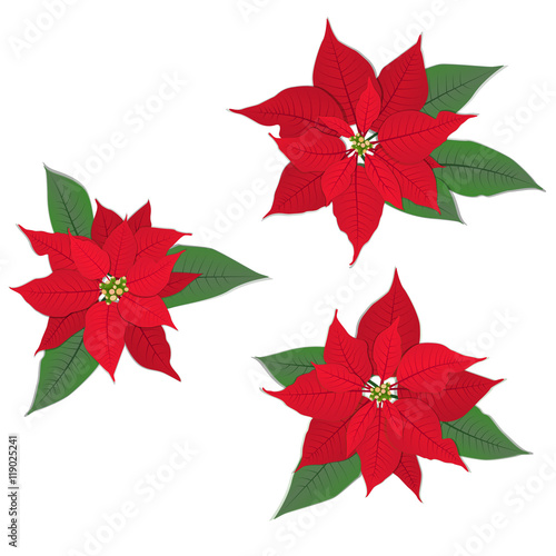 Fototapeta Naklejka Na Ścianę i Meble -  Red poinsettia flowers set on white