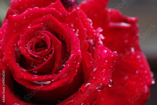 Fototapeta Naklejka Na Ścianę i Meble -  Red rose and Rain drop