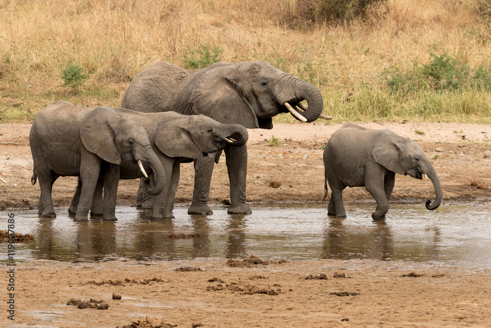 Fototapeta premium Elephant family group drinking at a water hole.