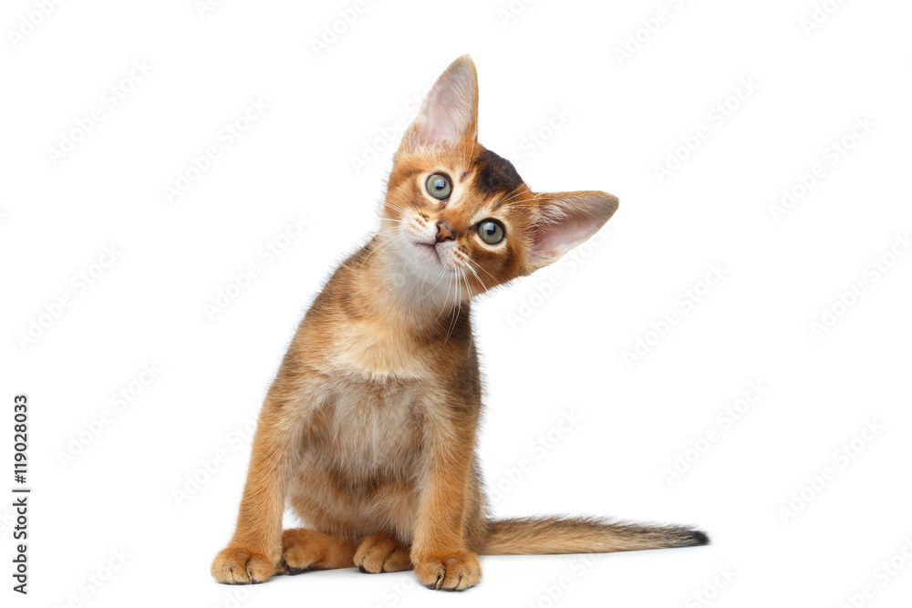 Fototapeta premium Funny Abyssinian Kitty Sitting, turned head and with interest Looking up on Isolated White Background
