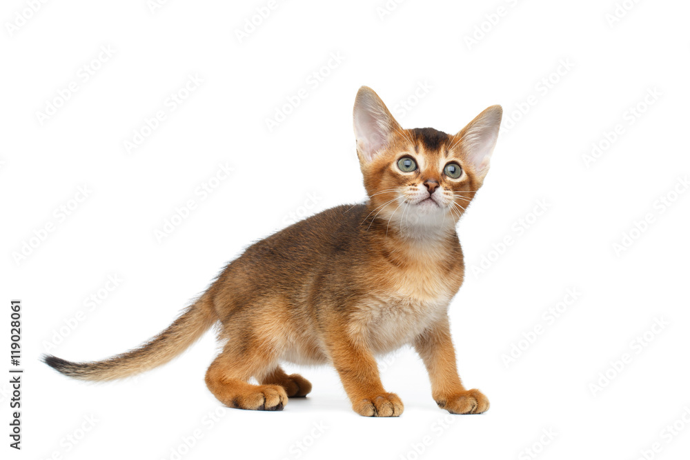 Abyssinian Kitty with interest Looking up on Isolated White Background