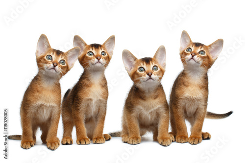 Group of Abyssinian Kitten Sitting and Looks in Camera on Isolated White Background  Raising up Head  four Funny Family cat  Curious face