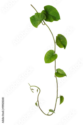 Hairy green leaves wild vine isolated on white background, tropi