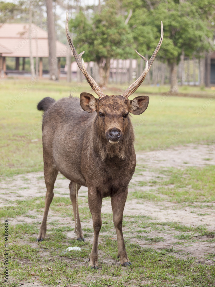 Fototapeta premium Deer pees on a grass field