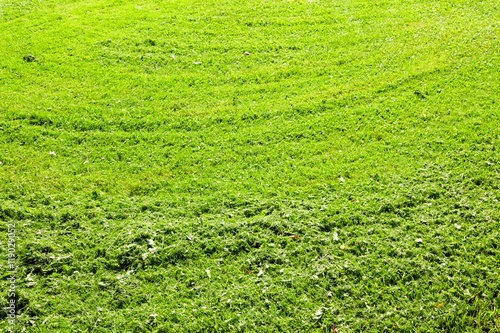 Green background of freshly cut grass. Natural texture of field.