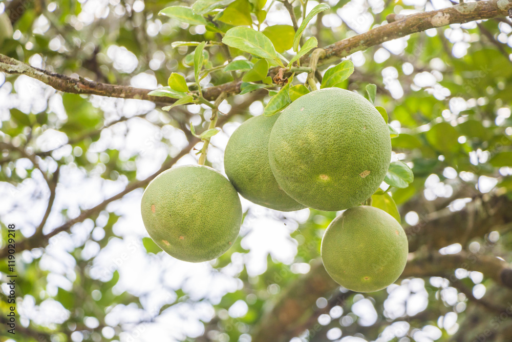 The Grapefruit fresh green on the tree The Grapefruit fresh green on the tree