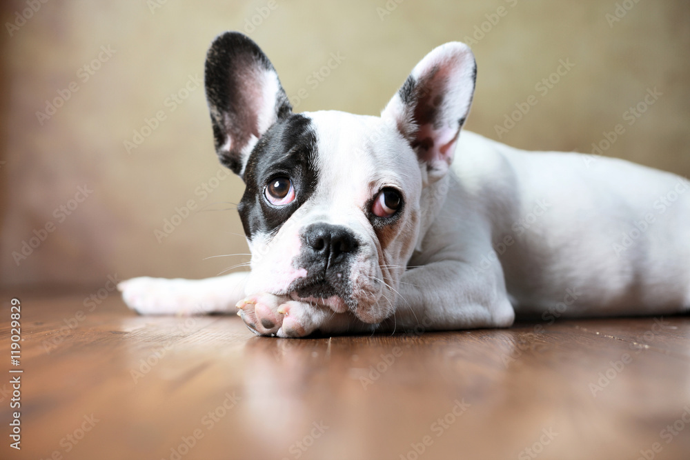 Französische Bulldogge Junghund