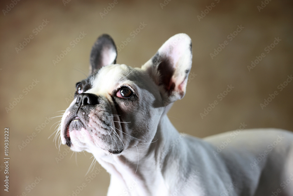 Französische Bulldogge Junghund