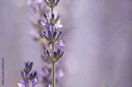 Fototapeta Naklejka Na Ścianę i Meble -  lavender in bloom. Focus & blur