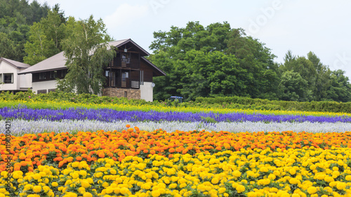 Furano, Hokkaido, Japan – July 30, 2015: Various colorful flowers fields in front of greenhouse at Tomita Farm, a famous tourist attraction of Furano, Hokkaido.