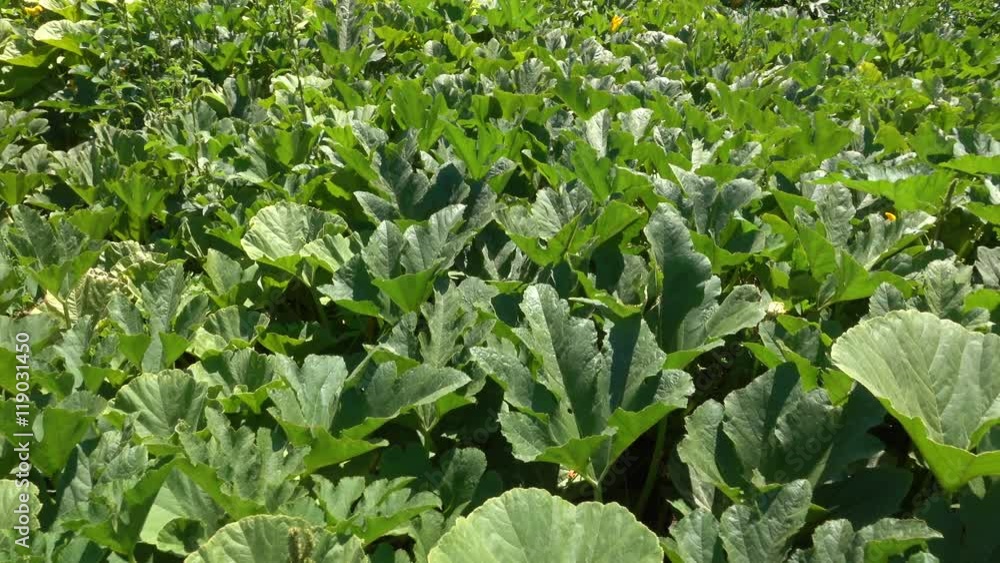 POV pan across home vegetable garden. Seasonal growing fresh fruit and vegetables. Home garden including squash, pumpkins, cucumbers. corn and zucchini.Healthy crop. Rural farming community. POV pan across home vegetable garden. Seasonal growing fresh fruit and vegetables. Home garden including squash, pumpkins, cucumbers. corn and zucchini.Healthy crop. Rural farming community.