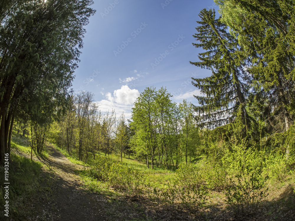 beautiful forest in a botanical garden. North of Russia beautiful forest in a botanical garden. North of Russia