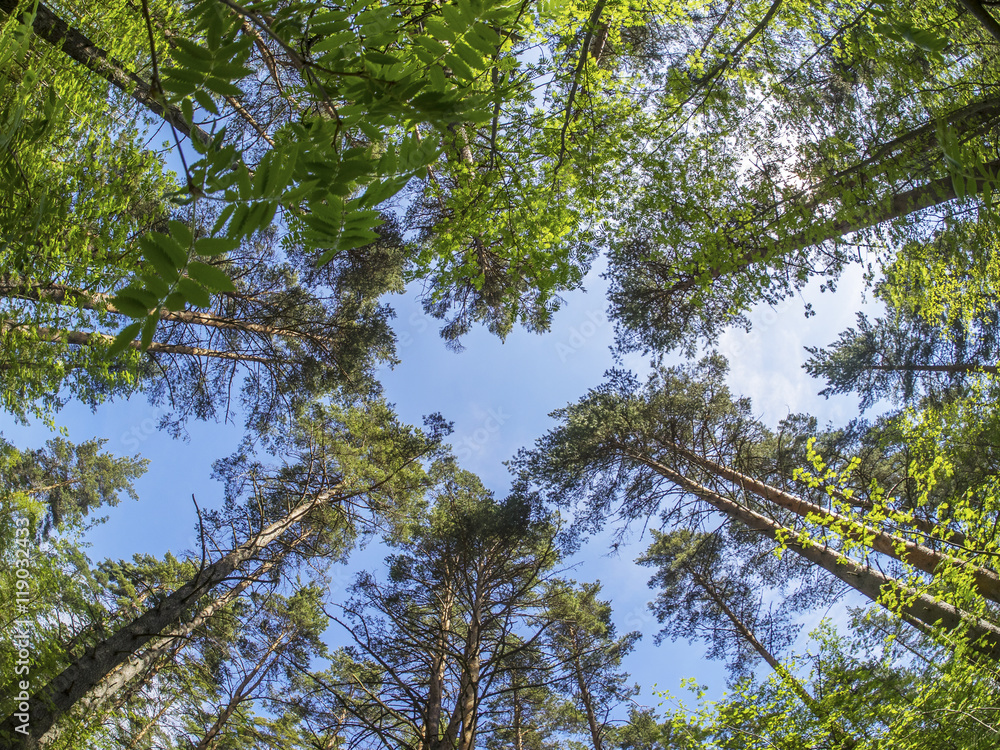 Fototapeta premium beautiful forest in a botanical garden. North of Russia