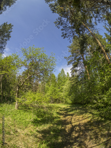 beautiful forest in a botanical garden. North of Russia