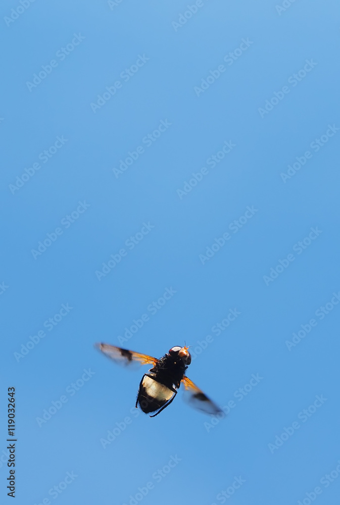 insect fly in flight insect fly in flight