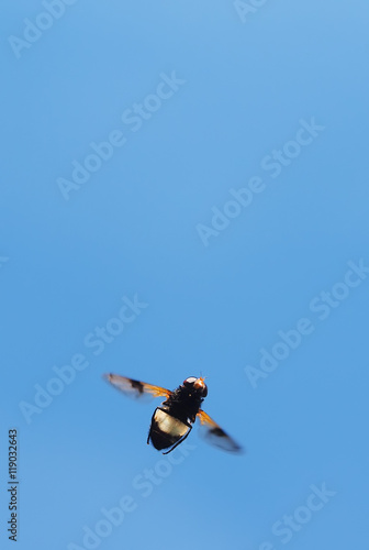 insect fly in flight